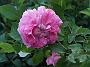 Rosa Baronne Prevost_1